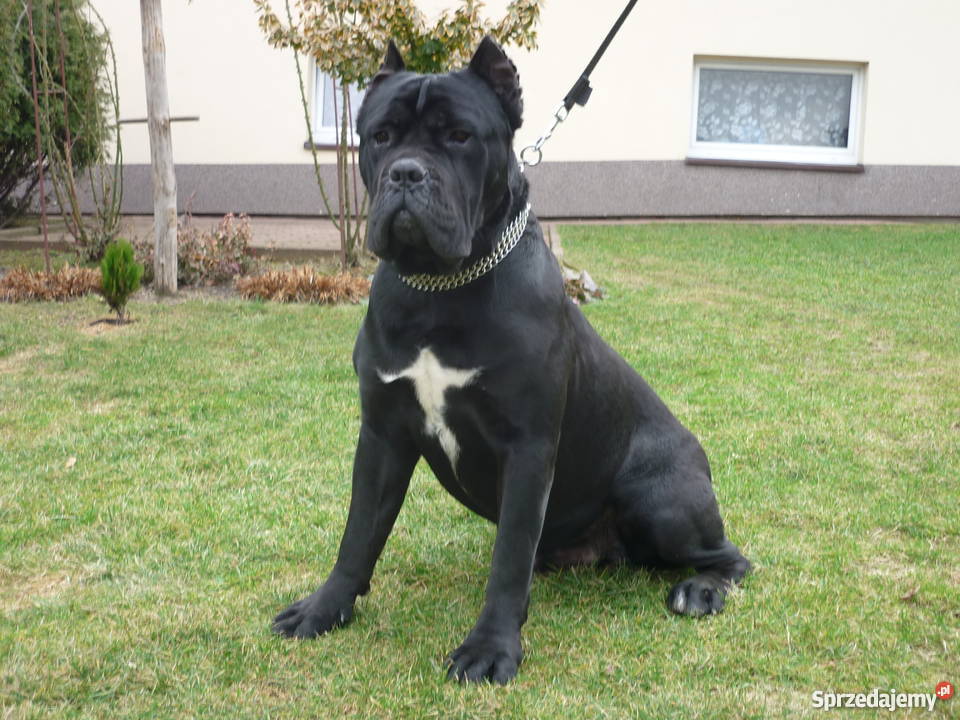 cane corso szczenięta małopolskie Pleśna