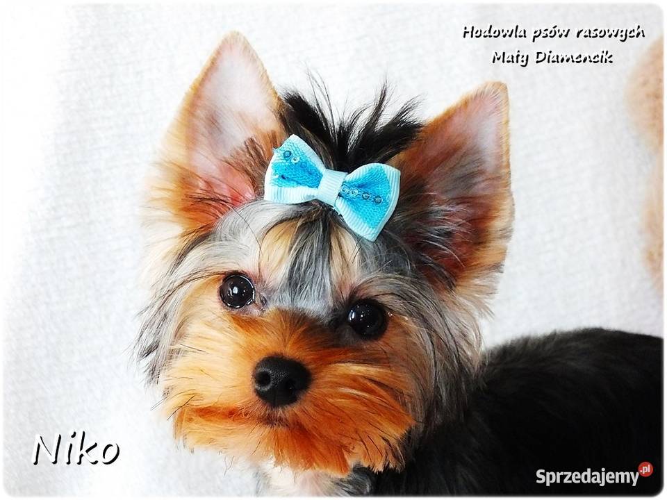 York Yorkshire Terrier Malutki Mini XS Piesek Żary sprzedam