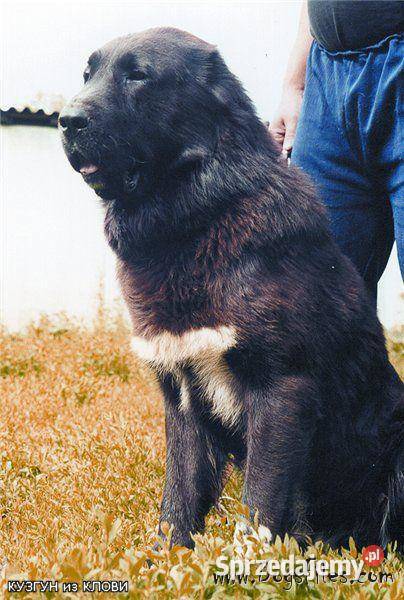 Owczarek Środkowoazjatycki zapowiedź miotu wielkopolskie Konin