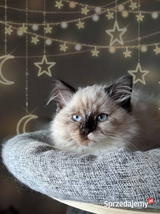 Kotka neva masquerade syberyjska szylkret