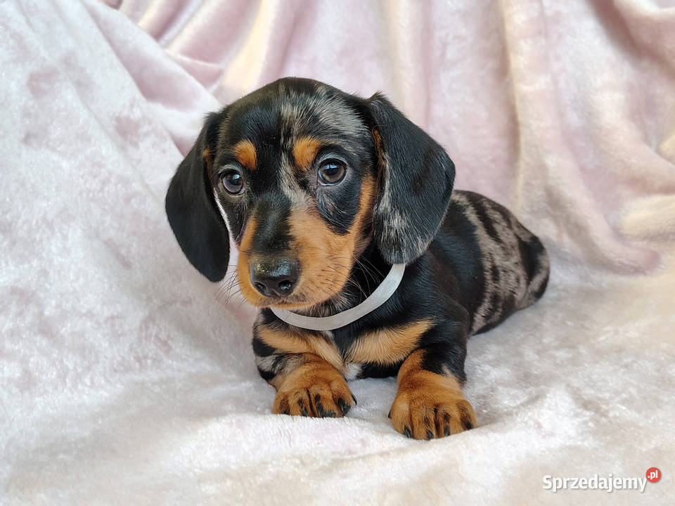 SUCZKA Jamnik krótkowłosy Merle podpalana Kraków