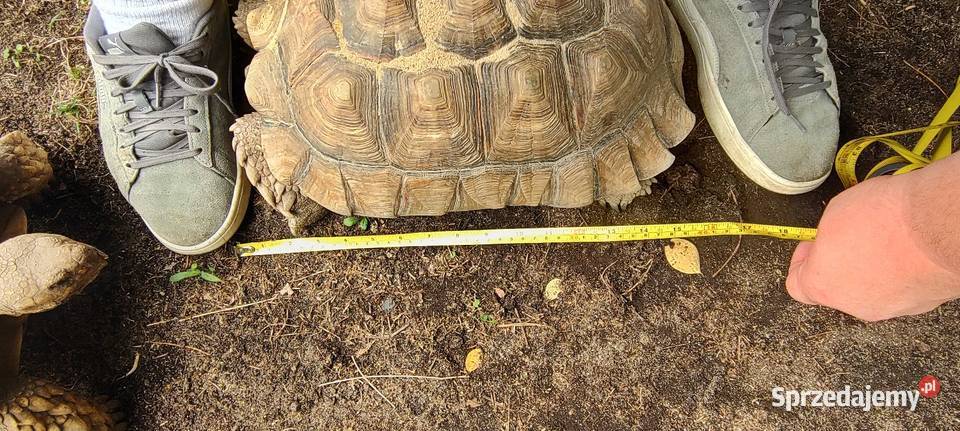 Żółw pustynny Centrochelys sulcata dwie duże Opole sprzedam