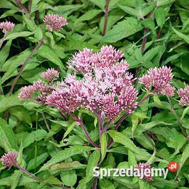 Sadziec konopiasty Bylina Nasiona woreczek