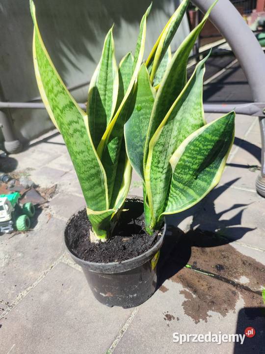 Sanseveria Języki teściowej Mysłowice