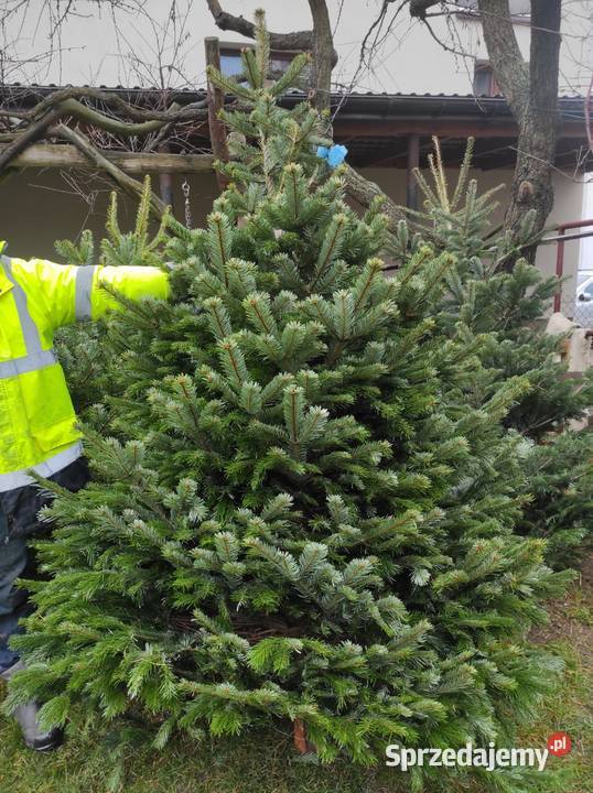 Choinki świąteczne świerk jodła kaukaska Łapy sprzedam