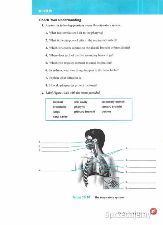 Anatomia Fizjologia Podręcznik jangielski sprzedam