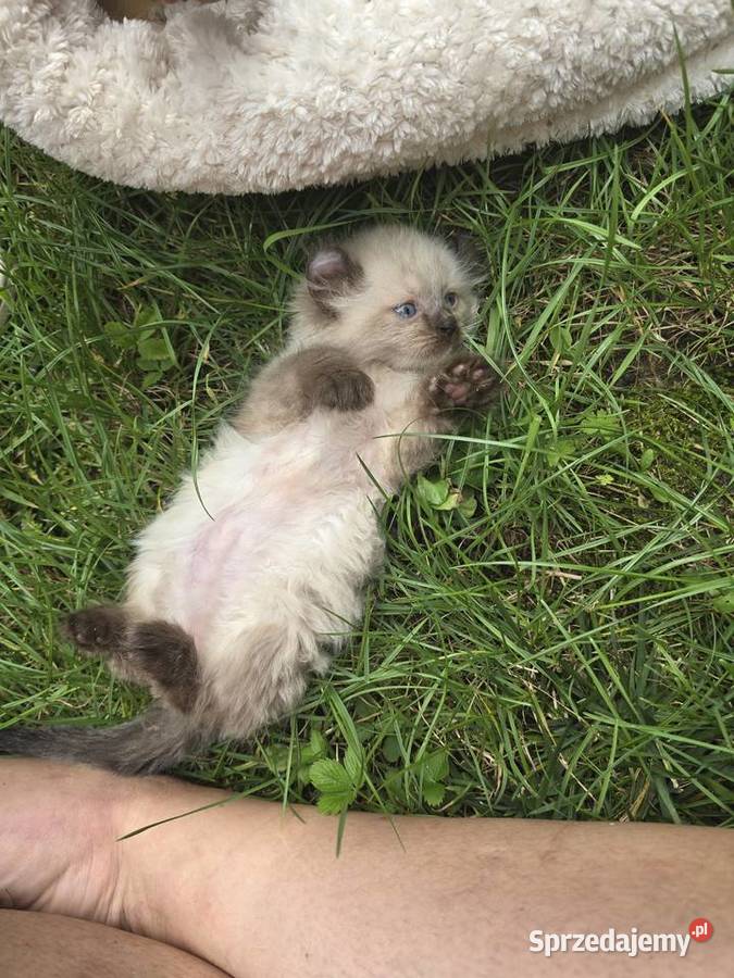 American curl wyjątkowe kocięta Zielona Góra