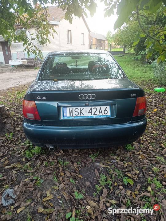 Sprzedam Szkopy sprzedam