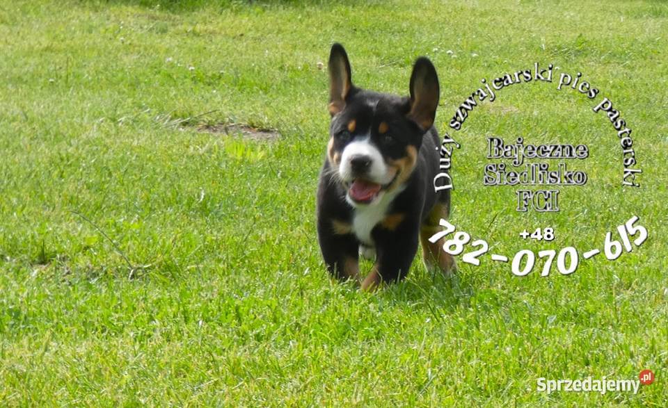 Duży Szwajcarski Pies Pasterski hodowla Dąbrowa Górnicza