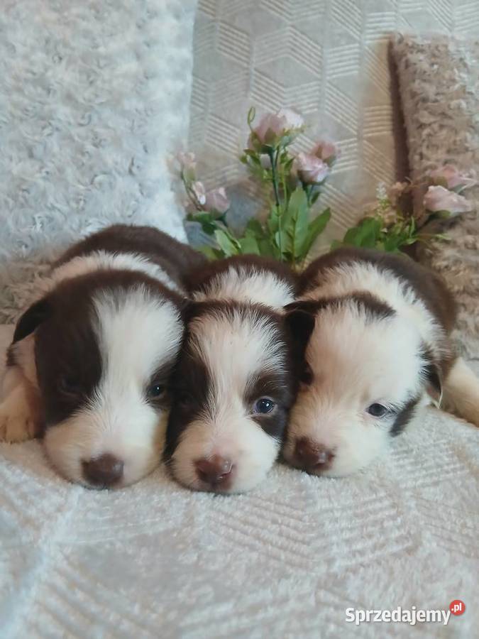 Border collie czekoladowo białe Toruń sprzedam