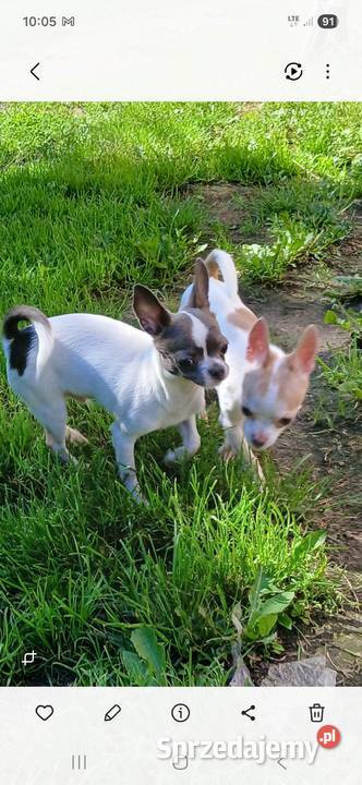 Sprzedam psa chihuahua Chihuahua Chihuahua Kijaszkowo sprzedam