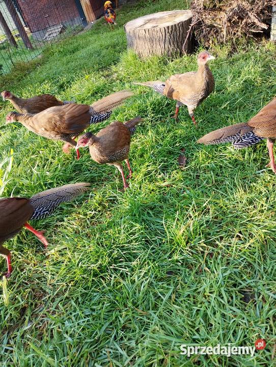 Bazanty srebrne młodzież Przydwórz