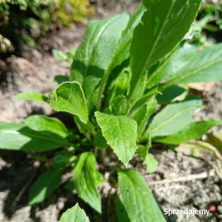 Wieczornik damski bylina do ogrodu pachnie