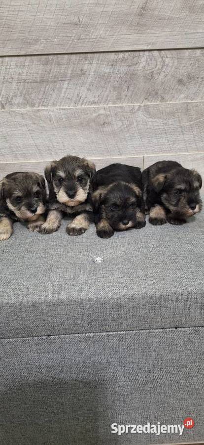 Sznaucer Miniaturowy suczki i pieski mazowieckie Przysucha