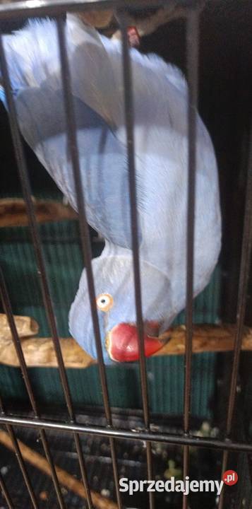 Aleksandrrtta obrożna Fiolet Ptaki