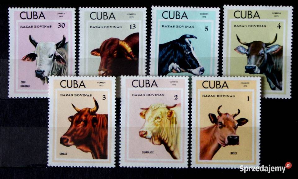 Kuba 4 wielkopolskie Oborniki