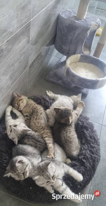 Sliczne Kotki Brytyjskie Katowice sprzedam