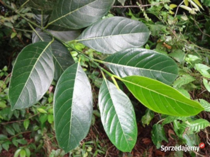 CHLEBOWIEC RÓŻNOLISTNY Artocarpus heterophyllus Nasiona Lubanie