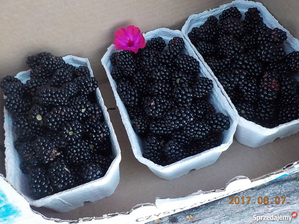 opakowania borowka amerykanska malina jagoda Michałów