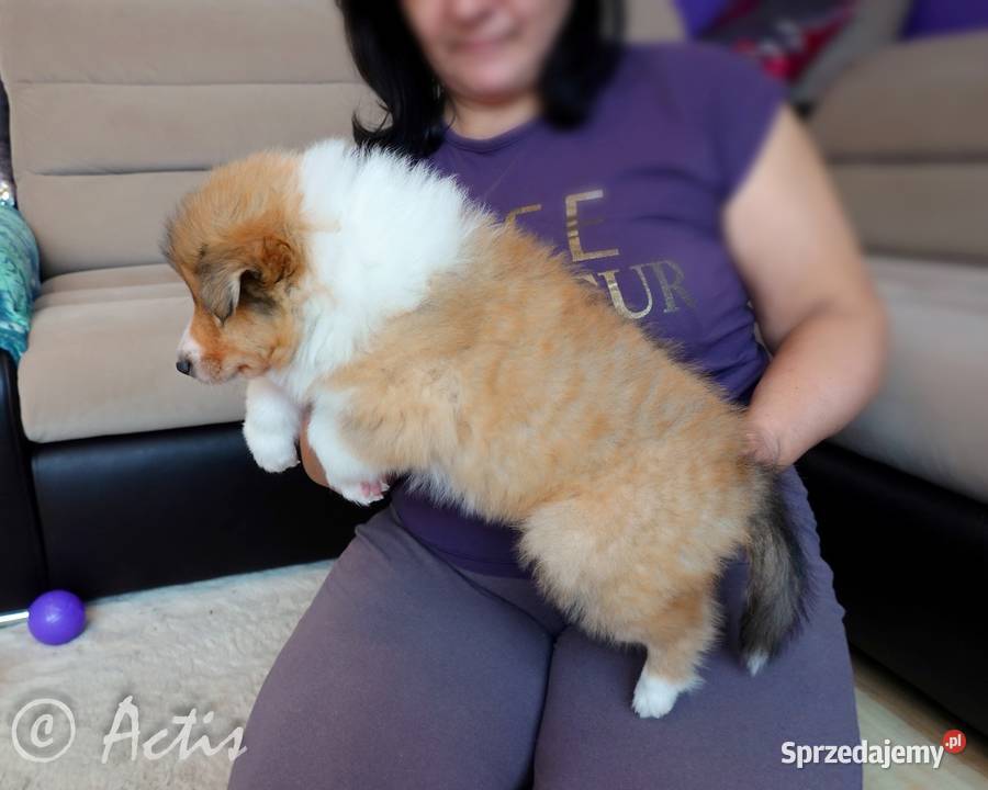 COLLIE Owczarek Szkocki długowłosy szczeniaki