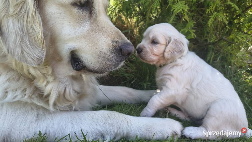 Szczenię Golden retriever