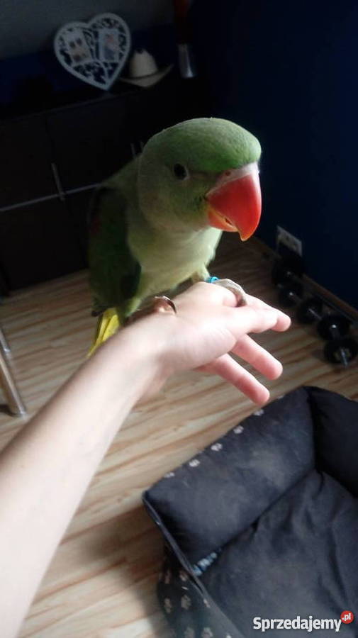 Aleksandretta większą recznie karmiona z genem Zgierz