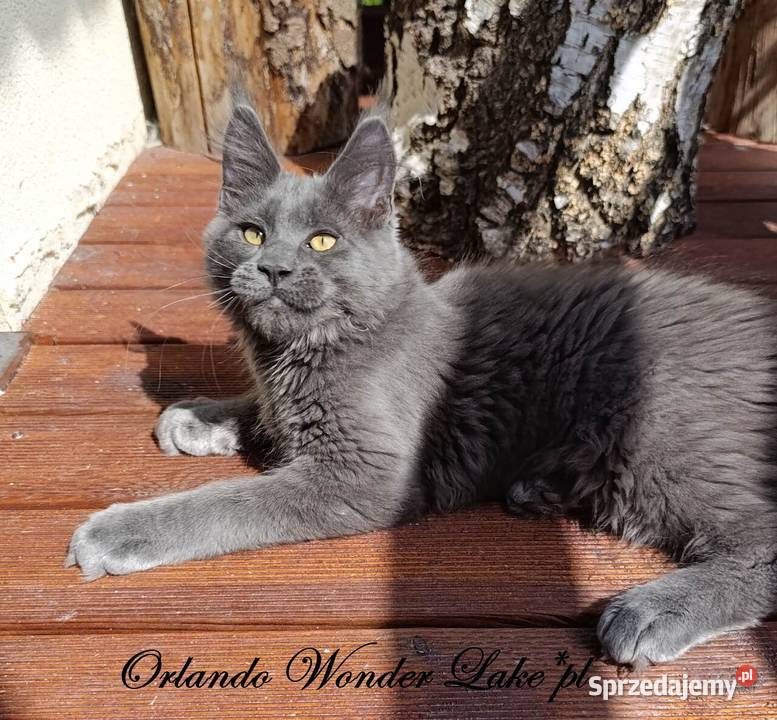Niebieski Maine Coon FPL pomorskie Gdańsk