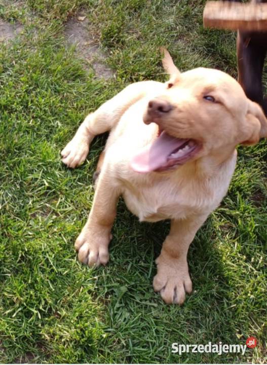 Piękny Labrador Retriever biszkoptowy Labrador Jaworznia