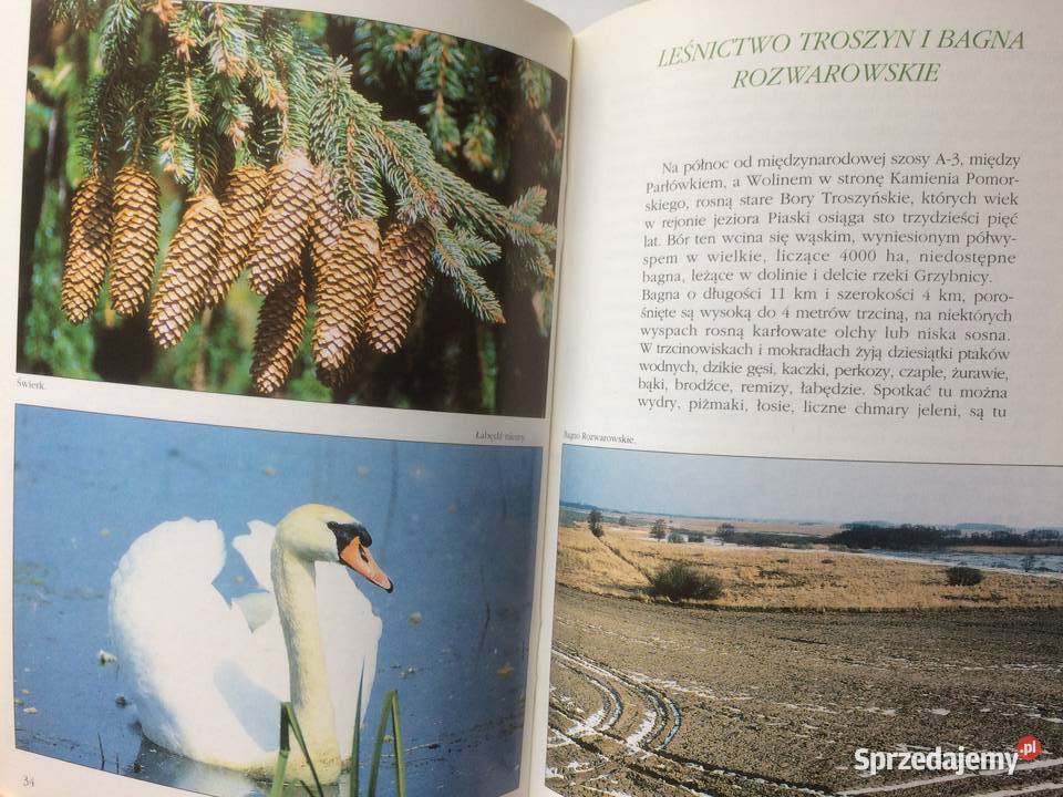 3647 Leśne Legendy Nadleśnictwo Rokita Szczecin