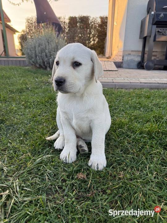 Labrador czarne szczeniaczki Psy Tarnów