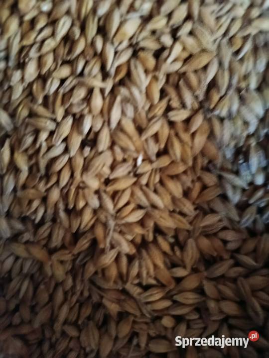 Jęczmień jary owies pszenica zimowa Tarzymiechy Pierwsze