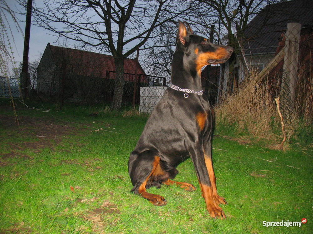 DOBERMAN SZCZENIAK MŁODE PIESEK SUKA SZCZENIAKI Gierów