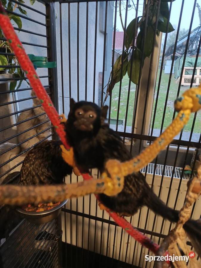 Tamaryna złotoręka