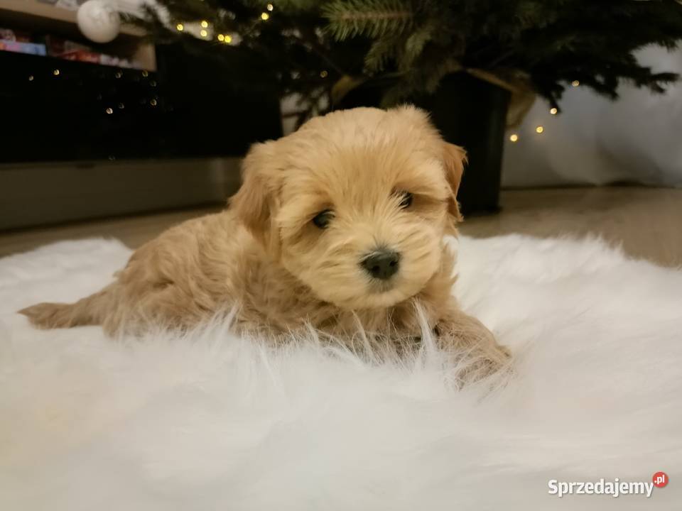 Maltipoo szczeniakisuczki Baranów