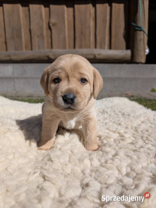 Labrador retriever Chmielno sprzedam