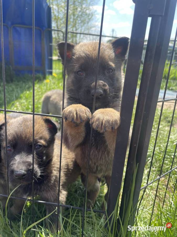 Szczeniak Owczarek Belgijski