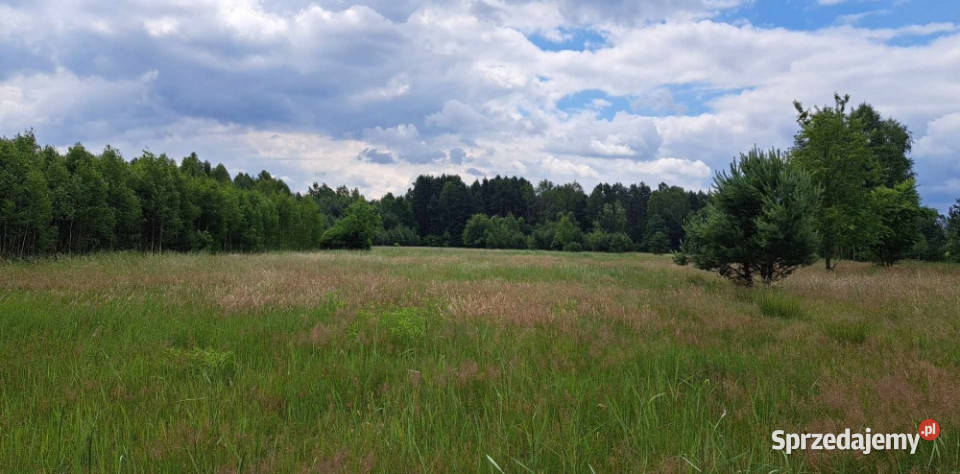 Sprzedam piękną działkę 6000 m2 Cisza i spokój Luta