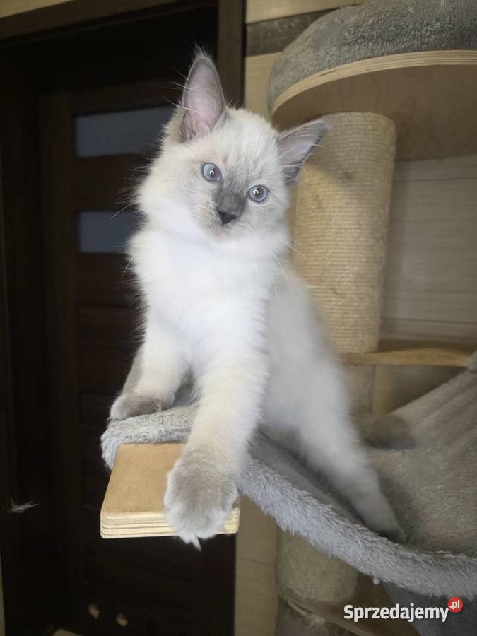 Uroczy ragdoll kocurek FPL prawdziwy rodowód Uścikowo