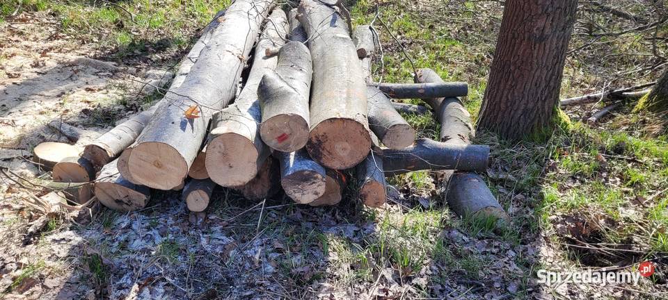 Drewno bukowe dębowe jesion brzoza Katowice