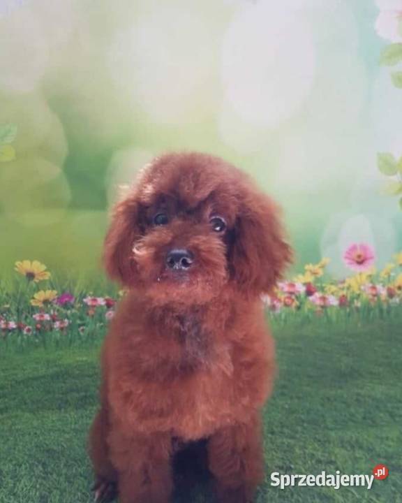 Maltipoo czarny piesek Pozostałe Wyszków