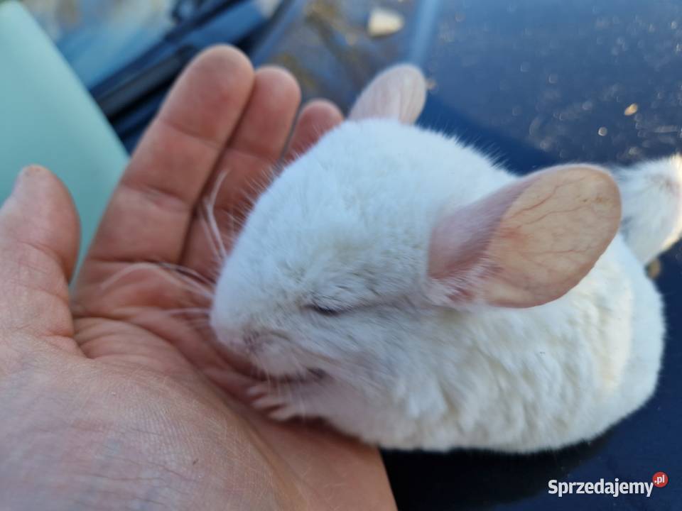 Szynszyl chinchilla biała samiczka Pinczyn