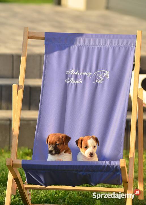 Szczenięta rasy Jack Russell terrier Radziejów