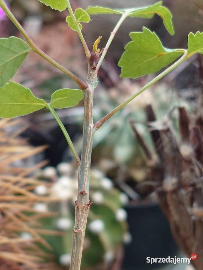 Bursera fagaroides kaudeks sukulent z kolekcji Warszawa sprzedam