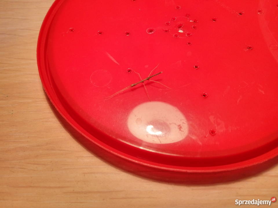 Patyczaki rogate młode świerzo wyklute jaja Pozostałe Machowa