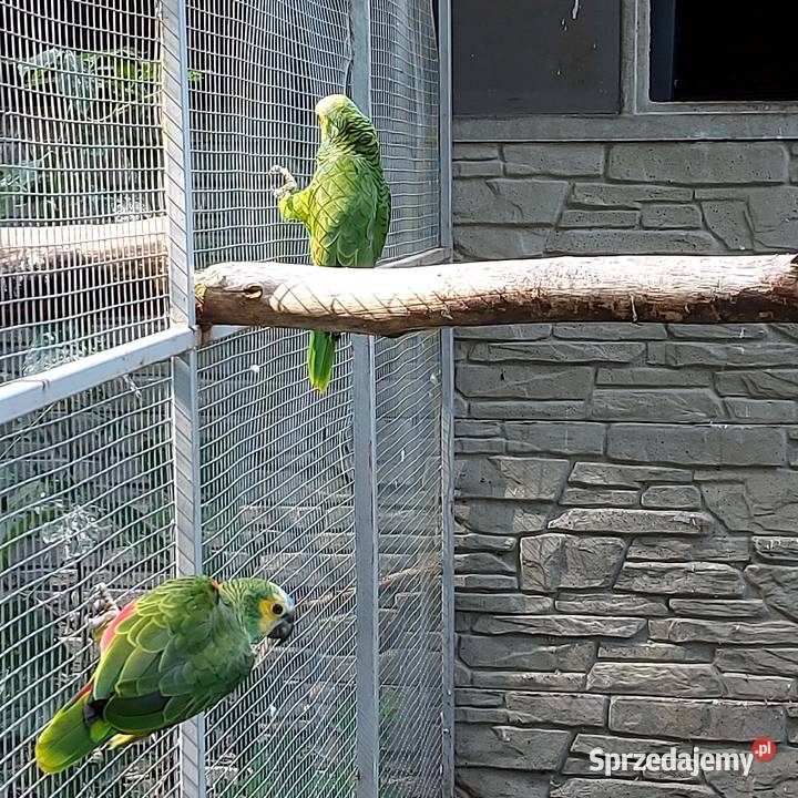 Amazonka niebieskoczelna aleksandretta chińska Wieruszów