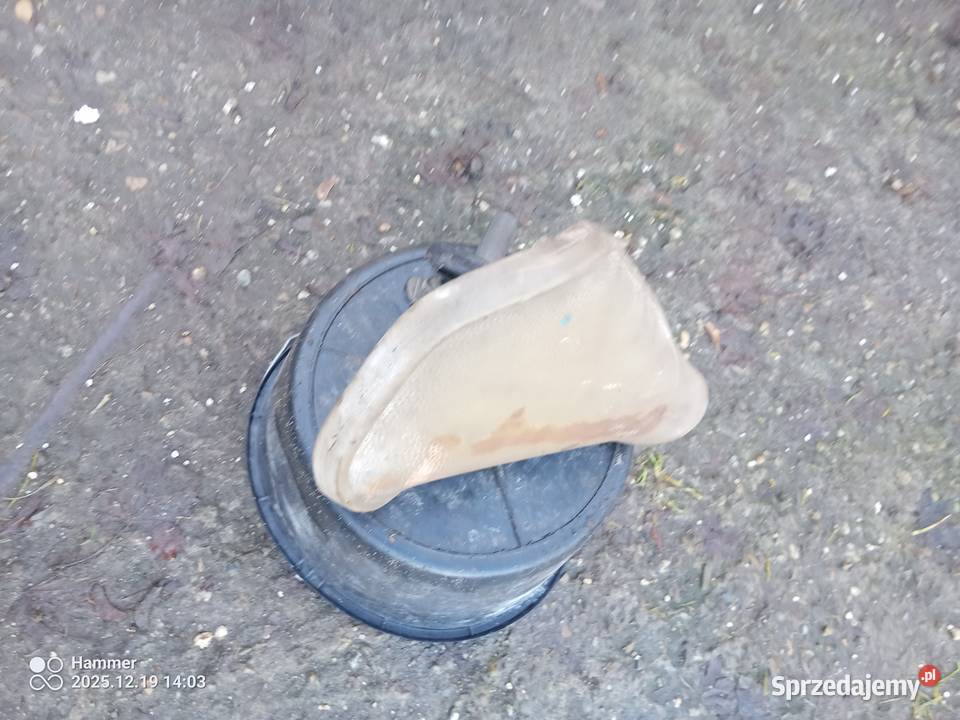 Komar sztywniak DKWNSU małopolskie