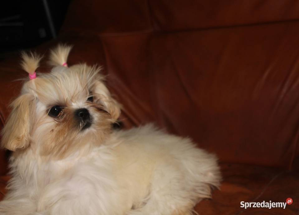 SHIH TZU UNIKATOWE BIAŁE Z KOMPLETEM SZCZEPIEŃ Świebodzice sprzedam
