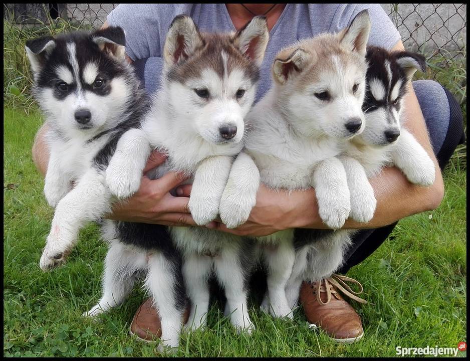 Szczenięta Siberian Husky Bolesławice sprzedam