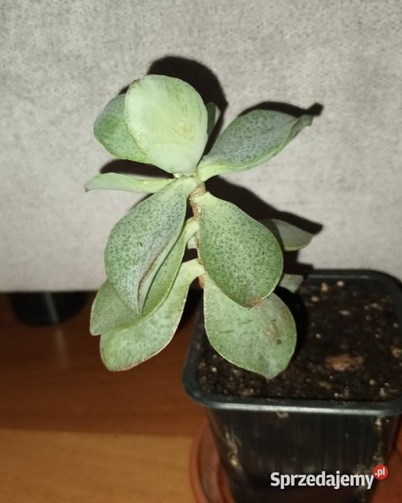 Crassula Arborescens Crassula undulatifolia Blue mazowieckie Warszawa