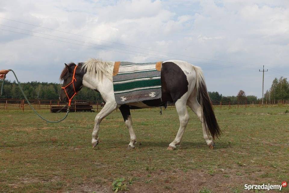 srokaty hucuł Konie Rolnictwo Młodzianów